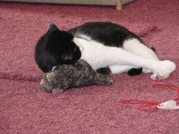 Stanley, the Scottish Fold, and Mr. Wolf in 2008.
