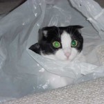 The Scottish Fold, Stanley, close up in his "toy" - a grocery bag.  2004.