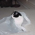 The Scottish Fold, Stanley, playing with a grocery bag 2004.