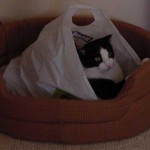 The Scottish Fold, Stanley, managed to get his grocery bag into the cat bed. 
