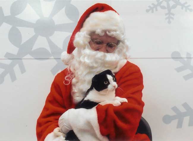 Stanley, the Scottish Fold, with Santa