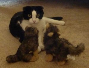 Easy for Stanley, the Scottish Fold, to find his Mr. Wolf amongst the imposters.